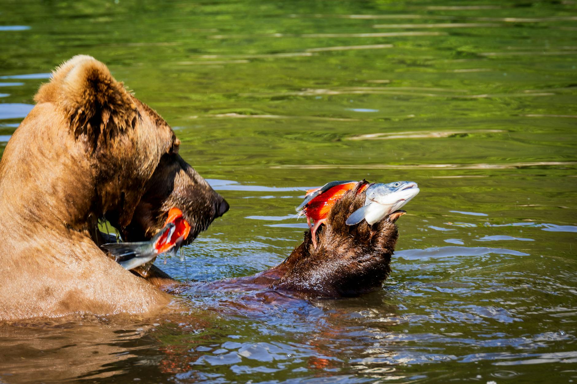 Grizzly bear catching salmon in Alaska river