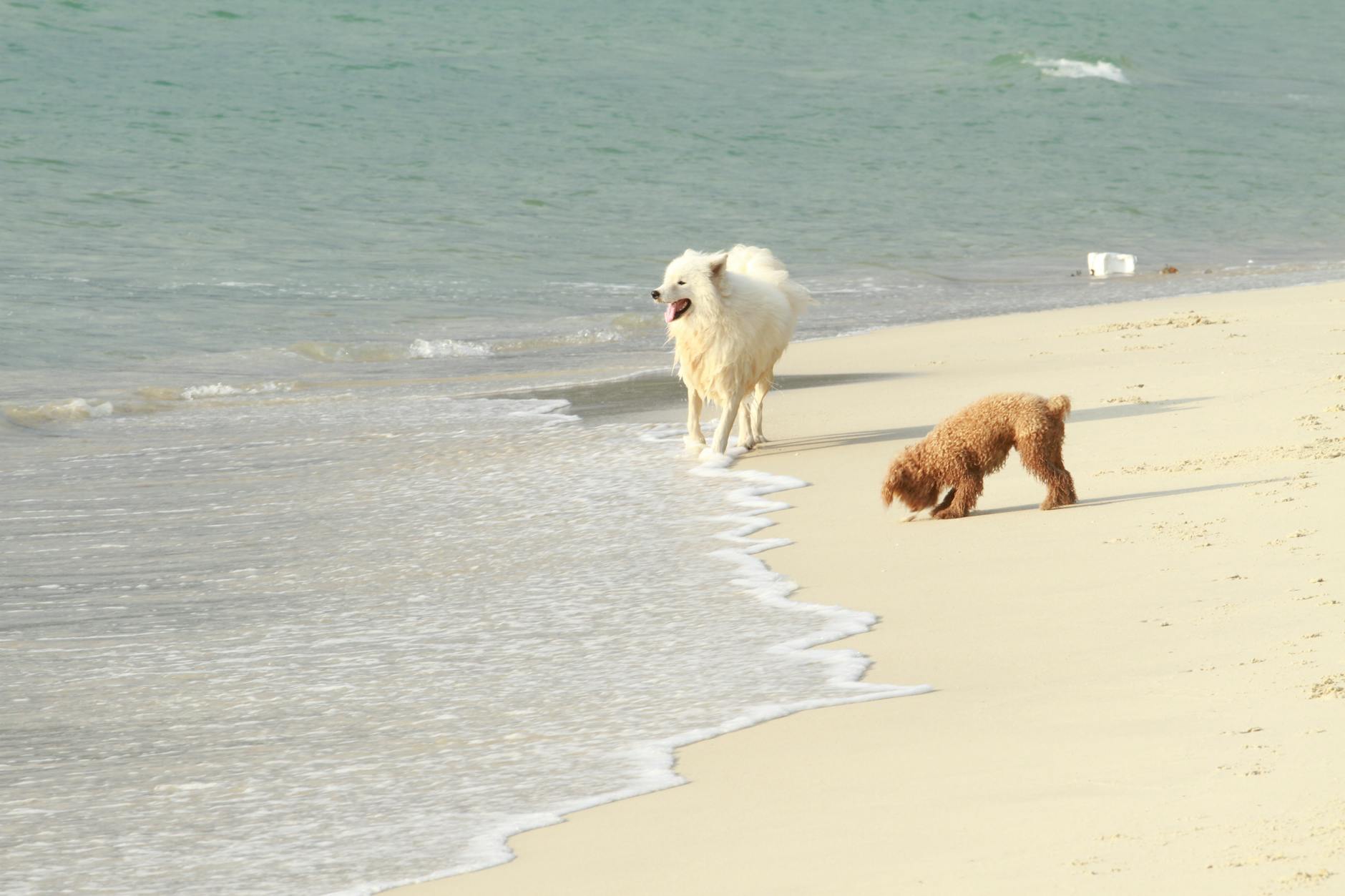 Happy dogs of different breeds playing together