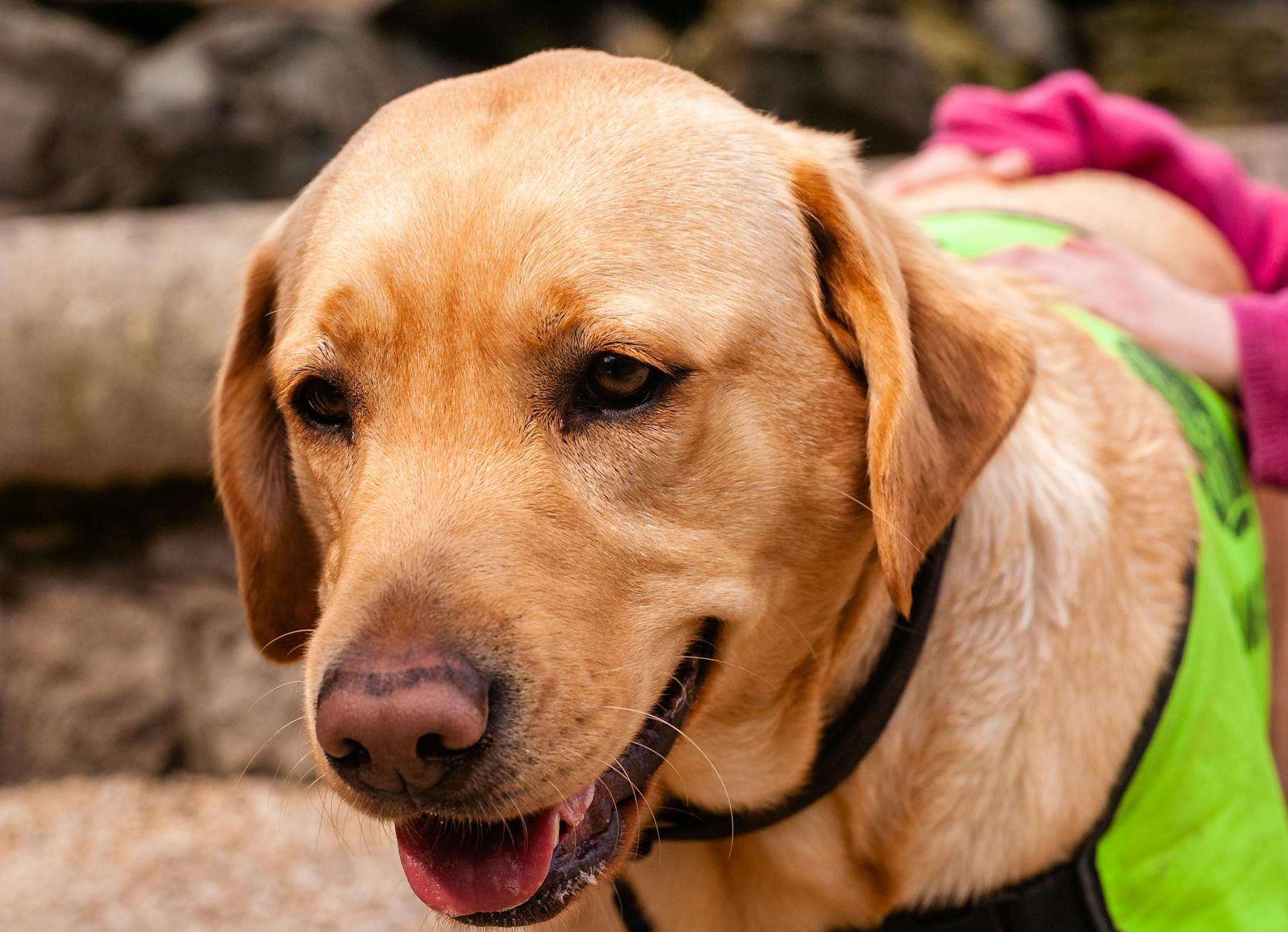 Professional dog care with proper safety equipment